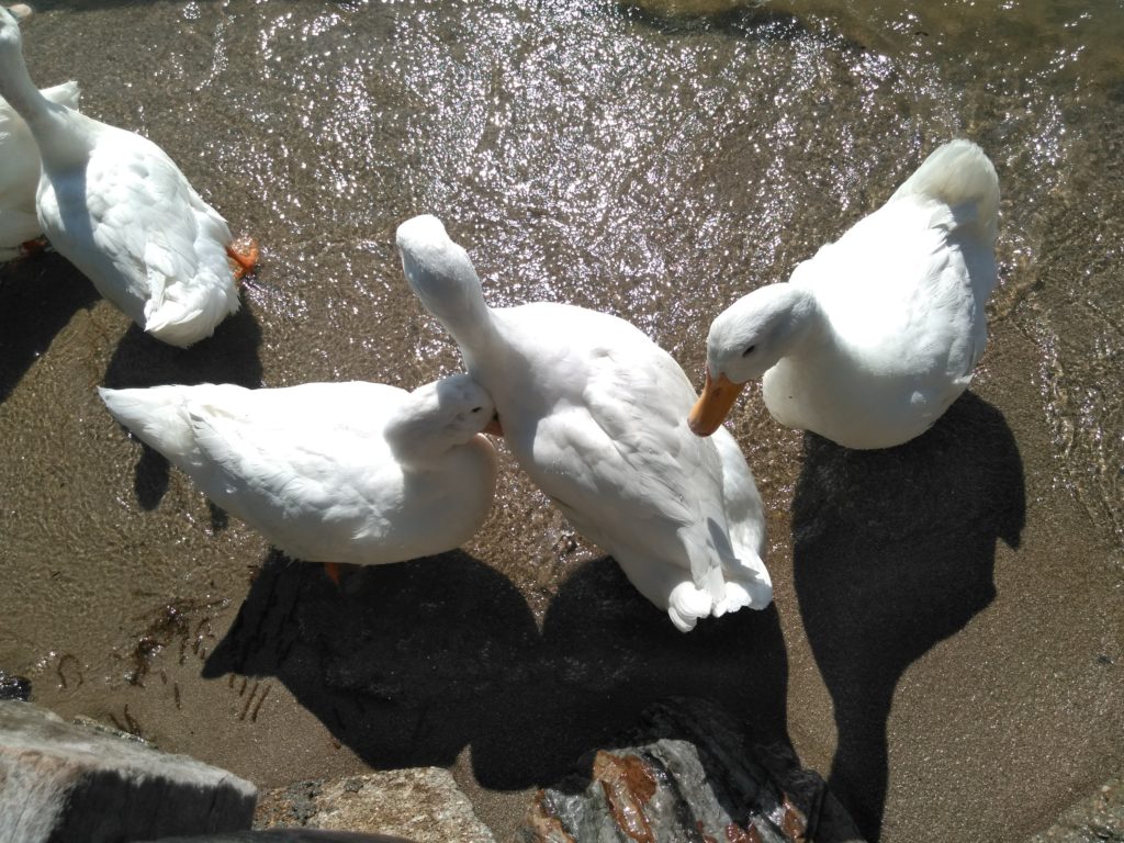 アヒルの背中